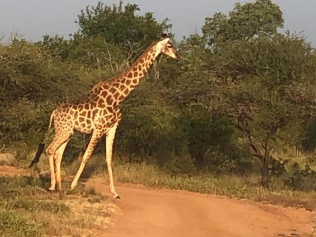 Panache Wildlife Cottage-Self Catering Hoedspruit Bagian luar foto