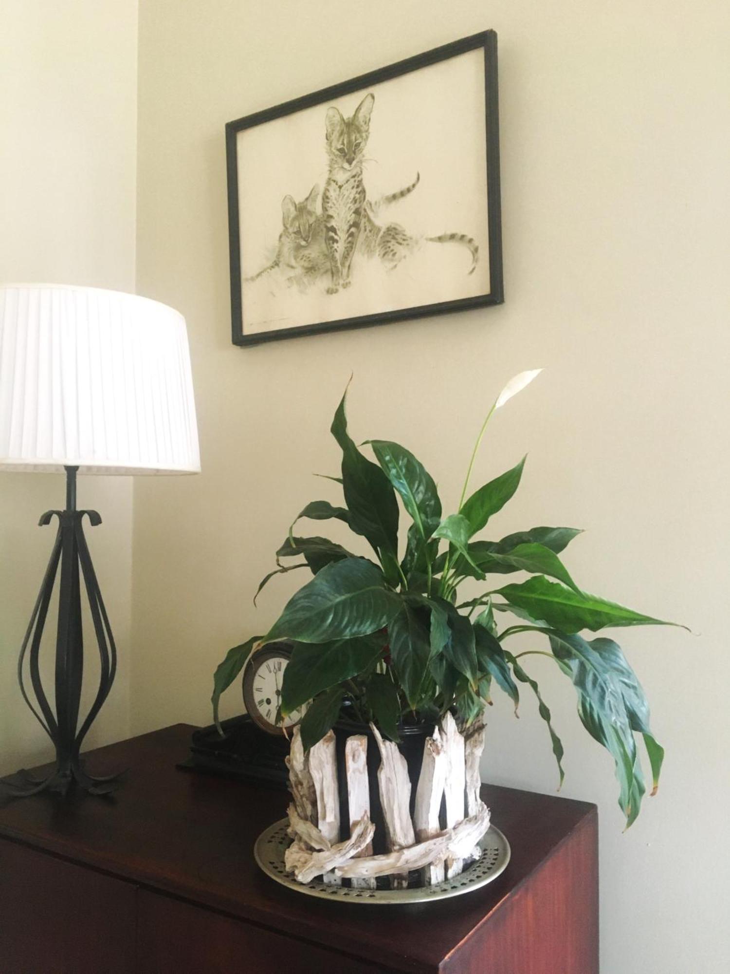 Panache Wildlife Cottage-Self Catering Hoedspruit Bagian luar foto